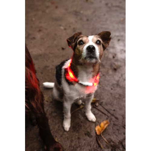 ОШЕЙНИК С 3 УРОВНЯМИ СВЕТА, красный цвет (20-70см)