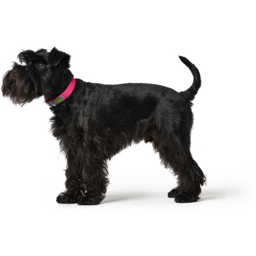 Hunter CONVENIENCE Basic Collar XS-S (23 - 31 cm) в ассортименте цветов