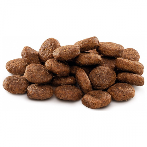 Brit Premium Junior L