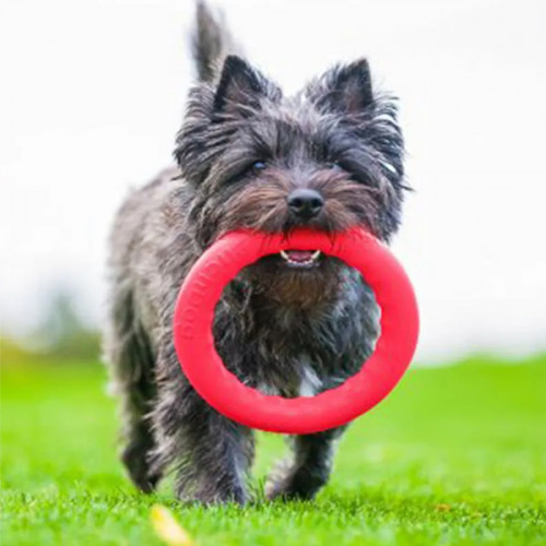 Игрушка для апорта PitchDog (17см) 