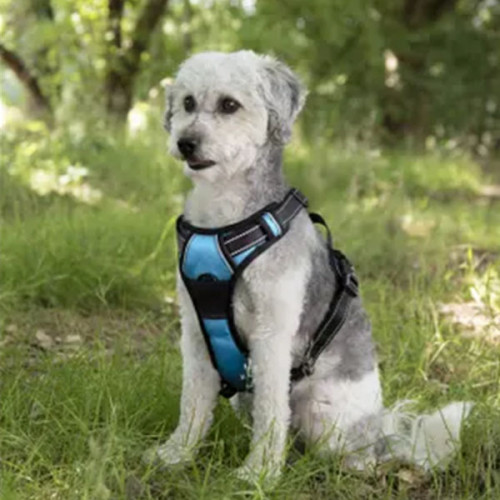 Шлейка BALOU синяя, L