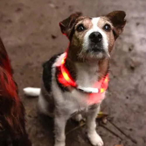 ОШЕЙНИК С 3 УРОВНЯМИ СВЕТА, красный цвет (20-35 см)