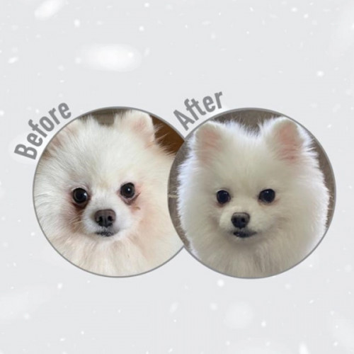 Nature's protection Superior Care White Dogs GF Small and Mini Adult - white fish