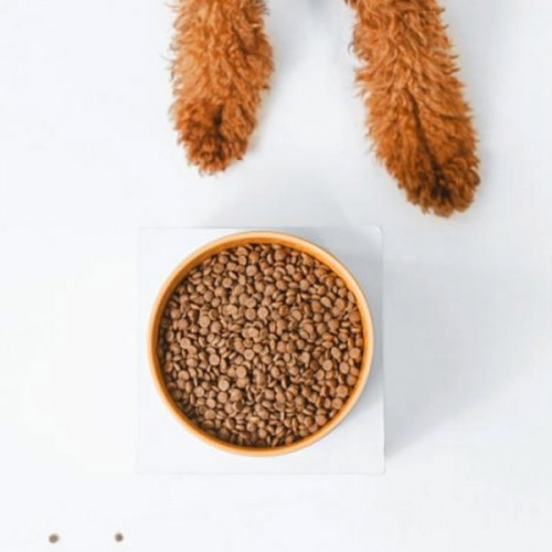 Nature's Protection Superior Care Red Coat GF Small and Mini Junior - salmon & krill