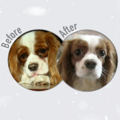 Nature's Protection Superior Care Red Coat GF Small and Mini Adult - salmon