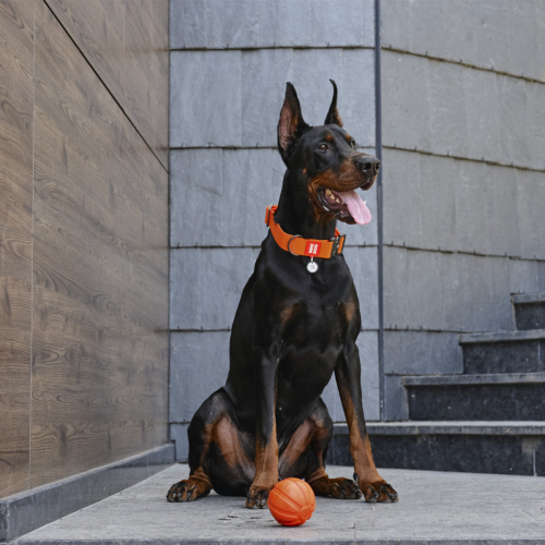 Ошейник водостойкий WAUDOG Waterproof, оранжевый, XL (35-58 см)