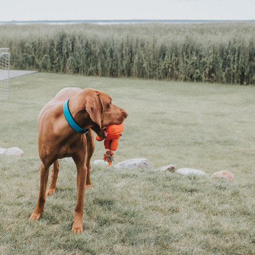 Hunter CONVENIENCE Basic Collar M-L (42 - 50 cm)  в ассортименте цветов