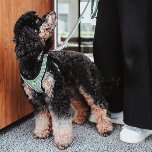 Hunter HILO Comfort шлея XS-S (цвета в ассортименте)