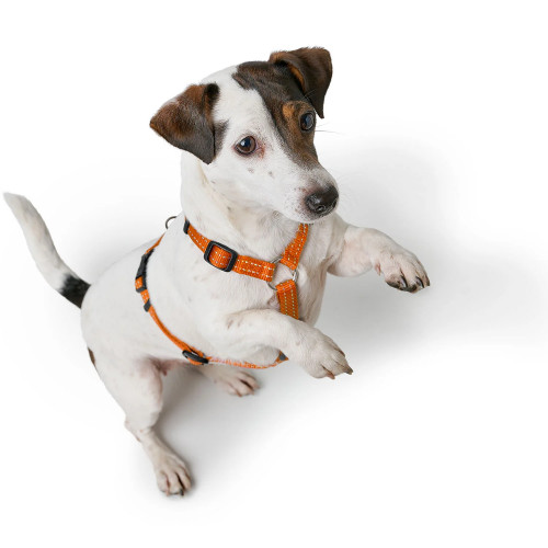 Hunter Tripoli шлея XXS 18-30 (Цвета в ассортименте)