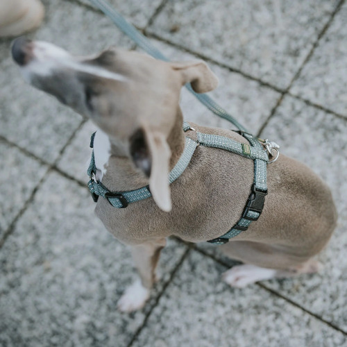 Hunter Tripoli шлея XS-S 37-52 (Цвета в ассортименте)