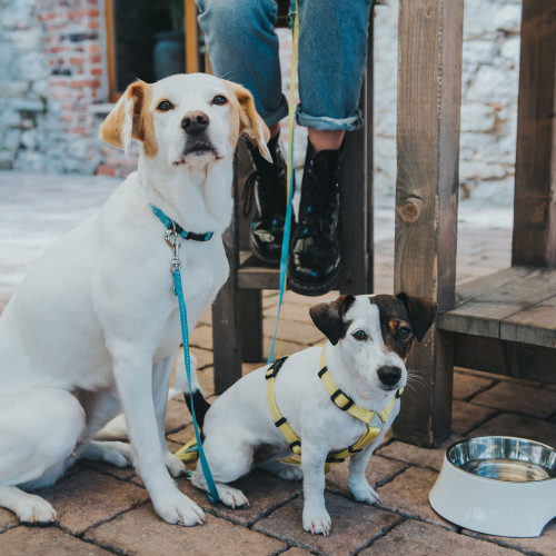 Поводок-перестёжка Hunter Tripoli 10/200 (Цвета в ассортименте)