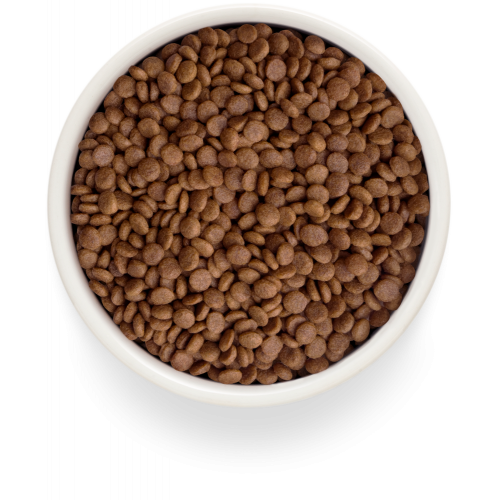 Grandorf Fresh Salmon Adult Cat