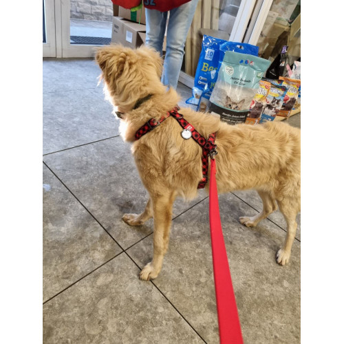 ШЛЕЙКА H-образная ZIGGI розовая XS