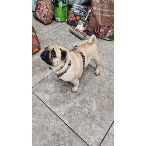 ШЛЕЙКА H-образная ZIGGI БИРЮЗОВая M