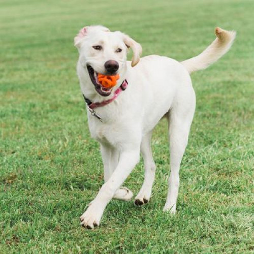 Мяч chuckit breathe right S (5 см) 1шт