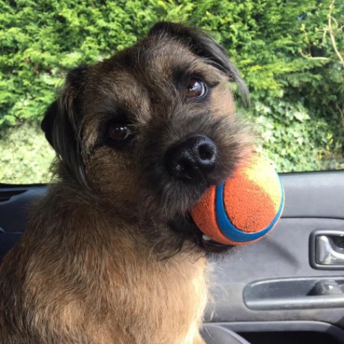 Прочный мяч chuckit m 1 шт (6,5 см)