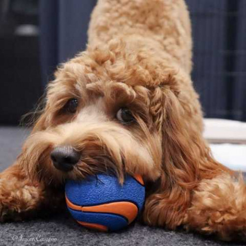 Мяч chuckit ultra squeaker ball M (6см)