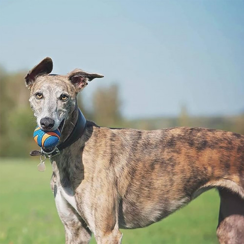 Мяч chuckit ultra squeaker ball M (6см)