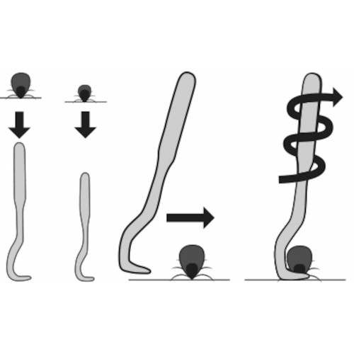 Пинцет для удаления клещей 2