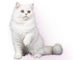 Еда для кошек